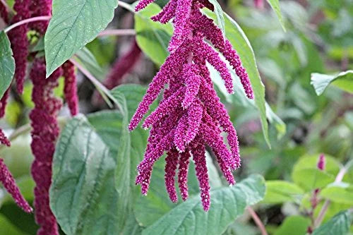 100% Organic Amaranth Seeds Whole Grain (5LB)